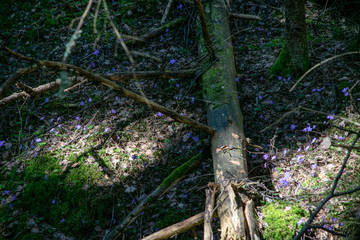 liverleaf flowers, Hepatica nobilis, in spring forest bed