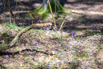 liverleaf flowers, Hepatica nobilis, in spring forest bed