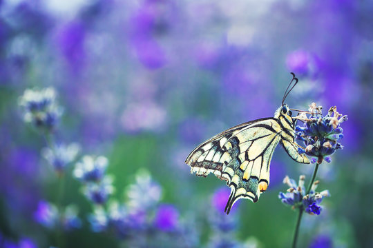 Fototapeta Lavender flowers with buterfly