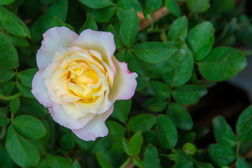 flowers in the garden