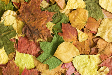 Beautiful colorful autumn leaves background 