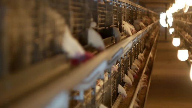 Poultry farm for broiler chickens breeding, young chickens sit in open-air cages and pecking mixed fodder, spring chicken
