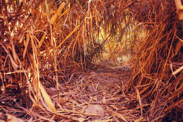 An oasis in the desert. A tunnel in the bamboo thicket along the path to the David Waterfall. Ein...