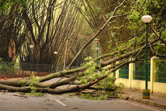 Trees fallen on Road due to heavy rain at Cubbon park,Bangalore,Karnataka,India