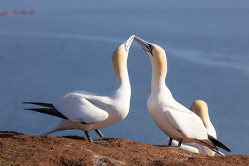 Fototapeta na wymiar See to heaven - a welcome ritual of the gannets