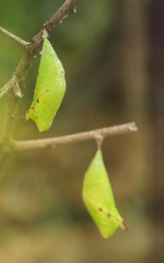 A green pupa of the Papilio hipponous butterfly hanging on stem branch.