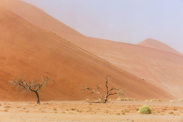 Fototapeta na wymiar Abgestorbene Bäume am Fuß einer Sanddüne, Düne 45, Sossusvlei, Namib-Naukluft-Nationalpark