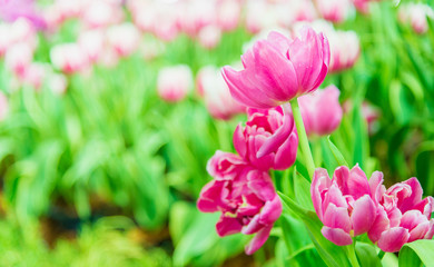 Beautiful bouquet of tulips in the garden ,nature background.