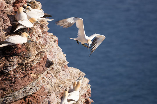 Breeding colonie of northern gannets on the steep coast of Heligoland