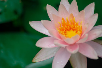 A beautiful lotus flower is complimented by the rich colors of the deep blue water surface.Nature...