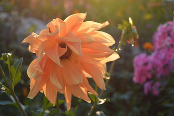 Dahlia close-up at sunset. Summer in the garden