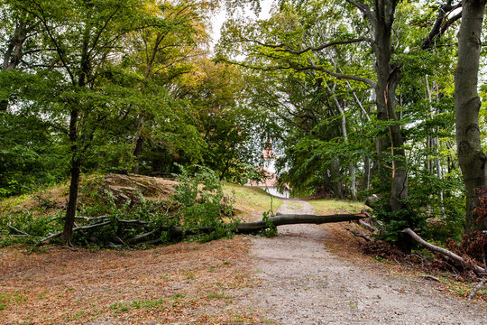 Fallen broken tree lies trough a path in the forest between trees