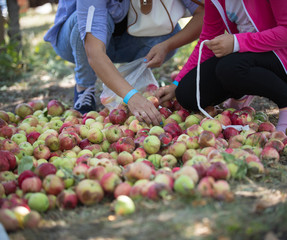 Two women sort the colorful apples on the ground