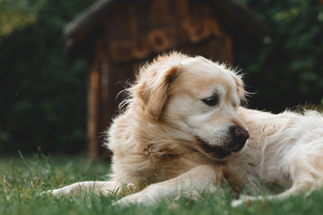 Golden Retriever vor Hundeh&uuml;tte