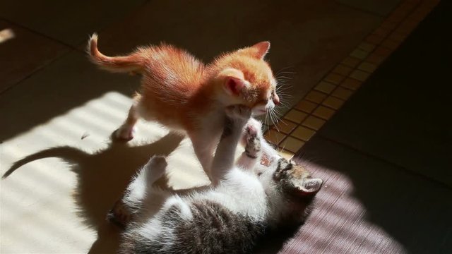 Two Little Kittens Playing. Wrestling Small Cats indoors. Playful Pets Bite Each Other.