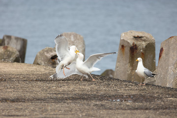 Dogged fight between male european herring gulls to impress a female