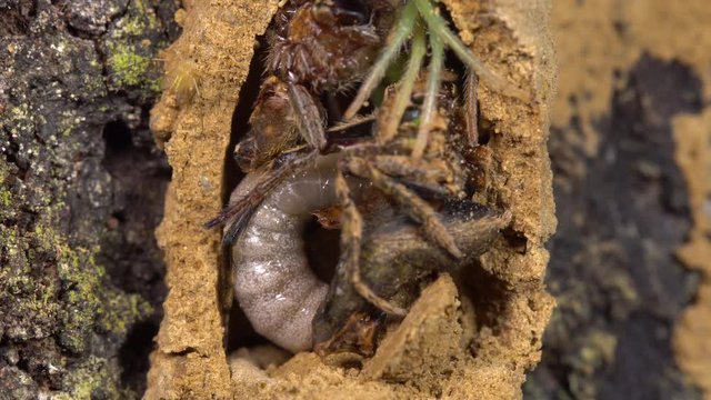 A large Potter Wasp (Vespidae) larva feeding on paralyzed spiders within a nest constructed from mud. The mother wasp had collected and stung these spiders for the larva to feed on. In Ecuador.