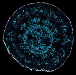 helix ivy soil root - cross section cut under the microscope – microscopic view of plant cells for botanic education