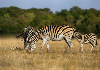 Fototapeta na wymiar herd of zebras grazes
