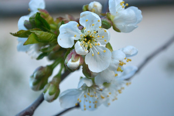 Cherry flowers close-up. Spring in the garden