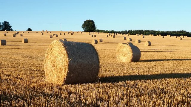 Hay bales on the field after harvest. Agricultural field. Hay bales in golden field landscape.