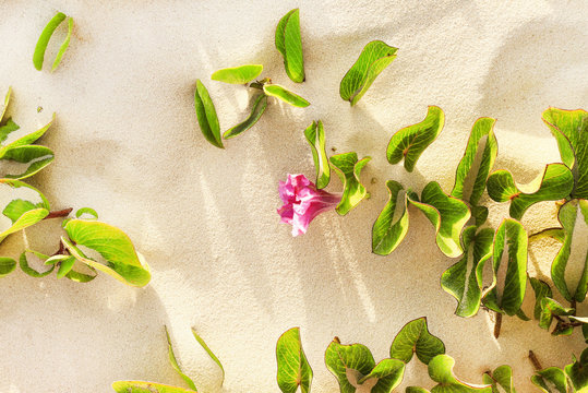 Tropical beach background, beautiful Ipomoea flower plant on warm sunny white sand, top view.