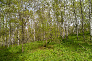 Fototapeta premium Summer landscape with views of the lawn near the birch grove