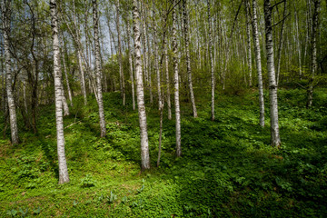 Fototapeta premium Letni krajobraz z widokiem na trawnik w pobliżu gaju brzozowego