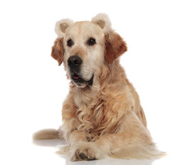Obraz premium curious golden retriever wearing fluffy bear ears lying
