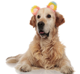 cute labrador wearing colorful ears headband looks to side
