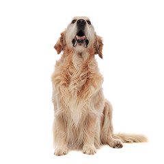 adorable curious golden retriever looks up and pants