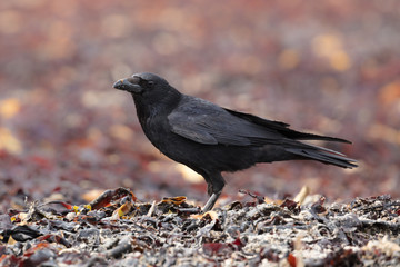 Crow scavenging on the beach in seaweed