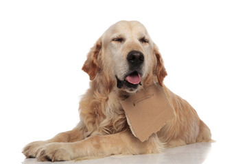 adorable panting labrador with carton sign around neck lying