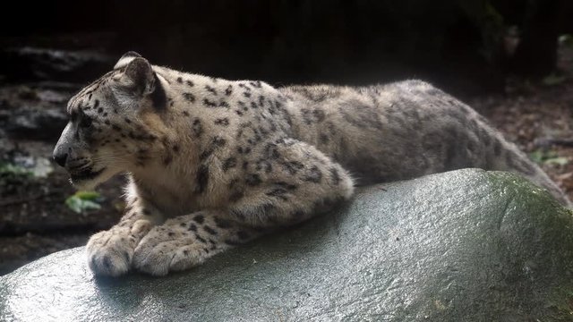 Snow leopard - Irbis (Panthera uncia) lies on stone