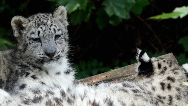Snow leopard cub (Panthera uncia). Young snow leopard.