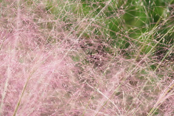 ヨウシュヌマガヤ