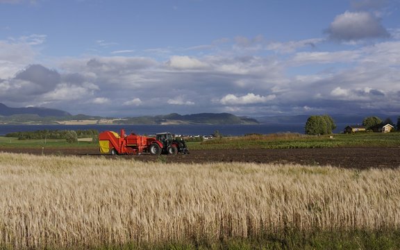 Missernte nach zu hei&szlig;em Sommer, Getreidefelder 