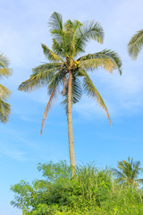 Coconut Tree In Leyte, Philippines