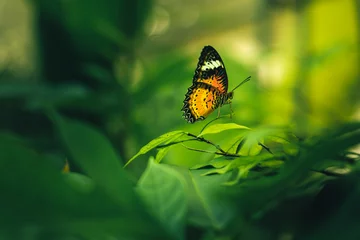 Schmetterling © siramet