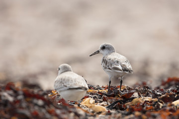  During the winter and its migration, sanderlings are most commonly found on coastal sandy beaches