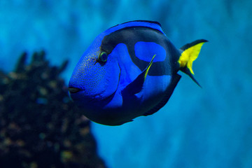 Palette Surgeonfish - Paracanthurus hepatus is a species of Indo-Pacific surgeonfish.