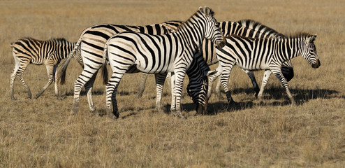 Fototapeta na wymiar herd of zebras grazing
