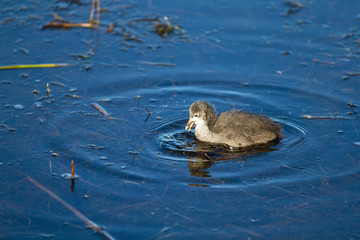 Red Knobed Coot Chick