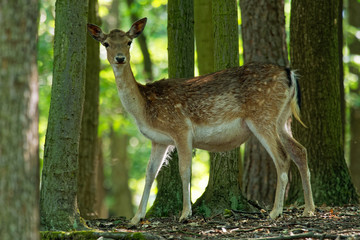 Fallow Deer (Dama dama) in the forest  enlightened by morning sun