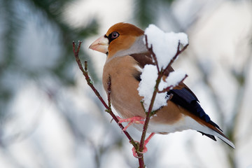 Hawfinch - Coccothraustes coccothraustes sitting on the branch in winter