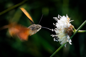 Hummingbird hawk-moth - Macroglossum stellatarum feeding on the flower in Spain, Europe