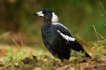 Gymnorhina tibicen - Australian Magpie in Australia, New Zealand