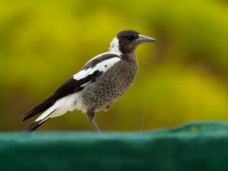 Gymnorhina tibicen - Australian Magpie in Australia, New Zealand