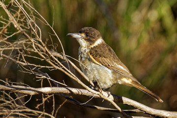 Grey butcherbird - Cracticus torquatus  is a widely distributed species endemic to Australia, occurs in a range of different habitats, has a characteristic rollicking birdsong