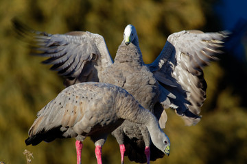 OLYMPUS DIGITAL CAMERA         Cereopsis novaehollandiae - Cape Barren Goose, in Tasmania, endemic...